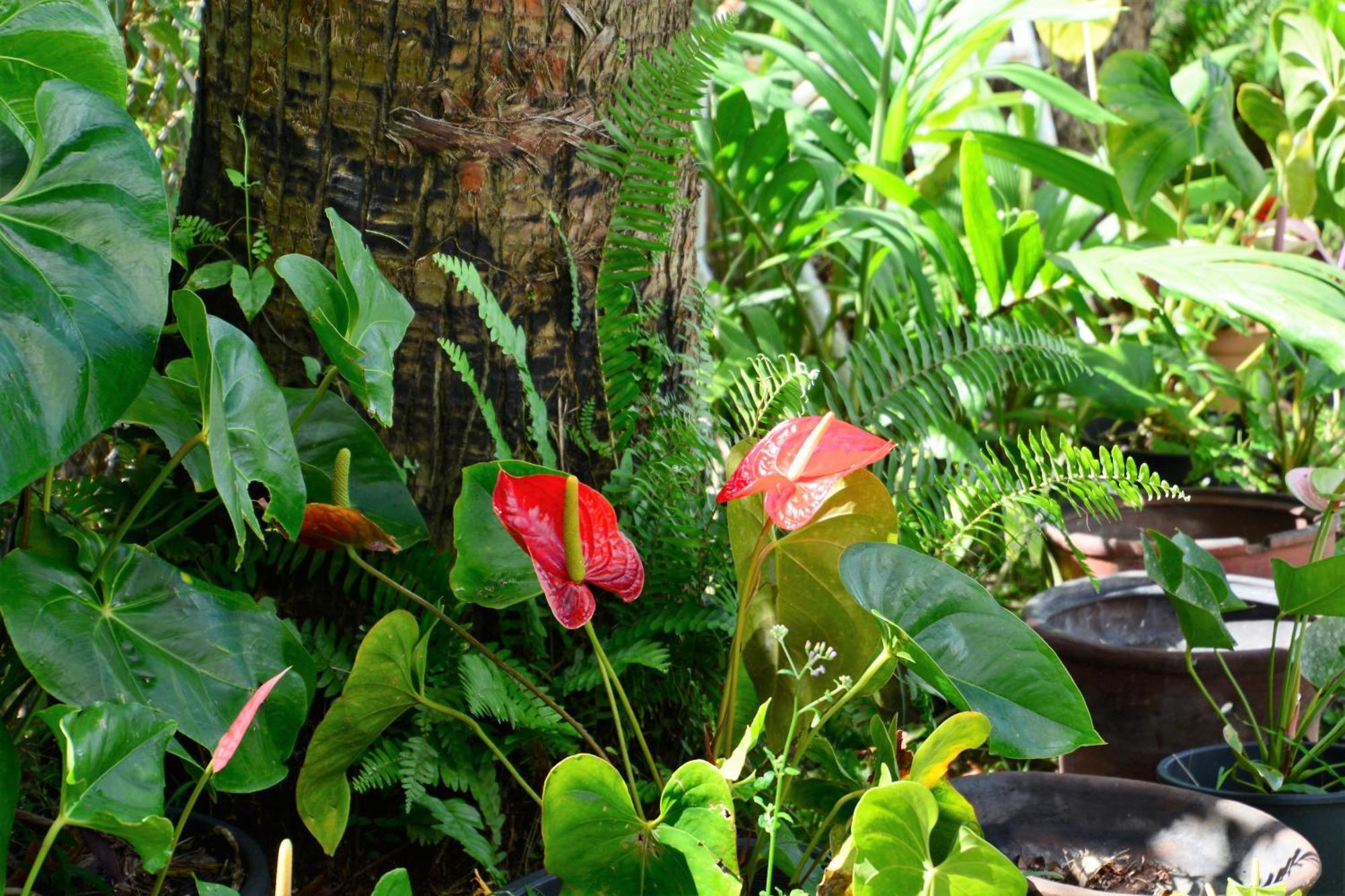 Villa Campeche Les Trois-Ilets Exteriér fotografie